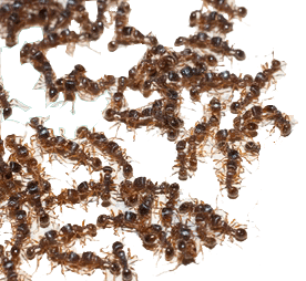 Ant colony photo Fiberlite InCide Pest Control