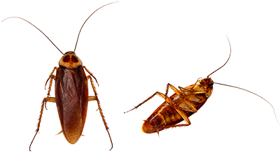 American Cockroaches