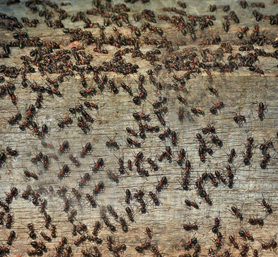 Photo of ant infestation in a home